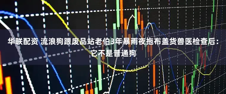 华联配资 流浪狗跟废品站老伯3年暴雨夜拖布盖货兽医检查后：它不是普通狗